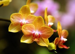 Orchidea, Żółte, Kwiaty