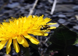 Owad, Mrówka, Kwiat