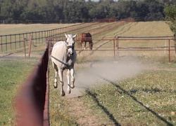 Koń, Galop, Padok