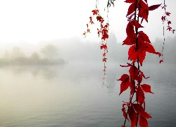Mgła, Jezioro, Czerwone, Liście