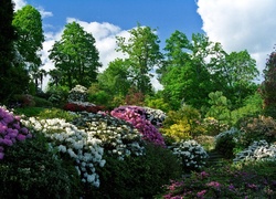 Park, Kwiaty, Rododendron