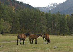 Konie, Lasy, Góry, Pastwisko