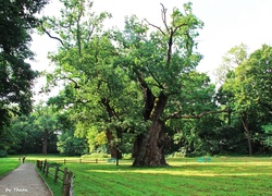 Stare, Dęby, Rogalin, Park