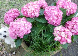 Różowa, Hortensja, Ukryty, Mały, Piesek