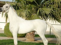 Biały, Koń, Palma