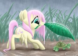 My Little Pony, Przyjaźń To Magia, Fluttershy