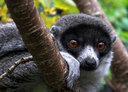 Lemur, Drzewo