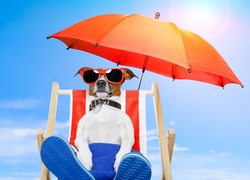 Pies, Jack russell terrier, Plaża, Leżak, Parasol,  Wakacje