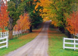 Droga, Jesień, Drzewa, Kolorowe, Liście