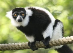 Lemur, Na, Linie
