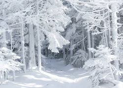 Las, Śnieg, Oszronione, Drzewa