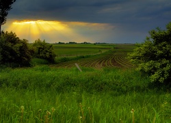 Promienie, Słońca, Zieleń, Pole