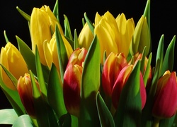 Kolorowe, Tulipany, Bukiet