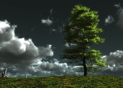 Niebo, Chmury, Drzewo
