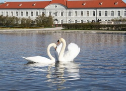 Staw, Para, Łabędzi