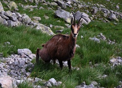 Kozica, Kamienie, Trawa