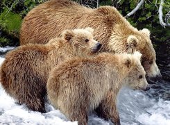 Rodzina, Niedźwiedzi, Rzeka