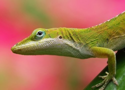 Anolis Zielony