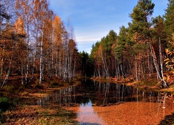 Jesień, Las, Woda, Liście