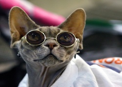 Śmieszne, Okulary, Kot