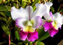 Biało, Różowa, Orchidea