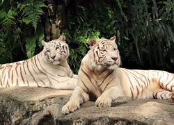 Tygrysy, Albinosy, Skała