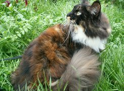 Kotek, Maine coon