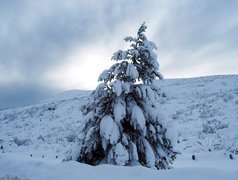 Samotny, Świerk, Zasypany, Śniegiem