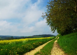 Polna, Droga, Łąki