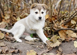 Szczeniak, Alaskan Malamute