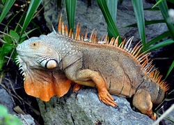 Gad, Pomarańczowa, Iguana