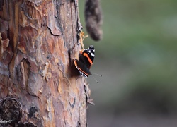 Motyl, Pień, Drzewa