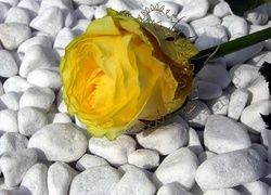 Kamienie, Żółta, Róża