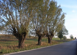 Przydrożne, Wierzby