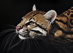 Ocelot, Wąsy, Głowa