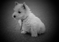 Pies, West Highland White Terrier