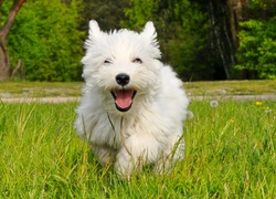 Pies, West Highland White Terrier