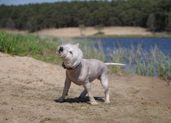 Pies, West Highland White Terrier, Kąpiel