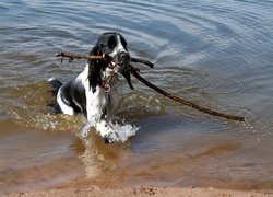 Amerykański spaniel dowodny