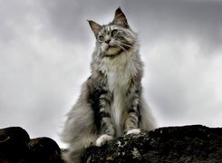 Szary, Kot, Maine coon, Chmury