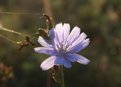 Fioletowy, Kwiat, Cykoria Podróżnik