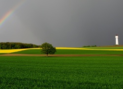 Pola, Tęcza, Drzewo, Wieża