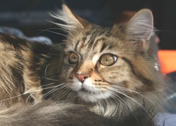 Leżący, Szary, Kotek, Maine coon