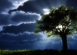 Drzewo, Niebo, Burzowe, Chmury, Promienie Słońca