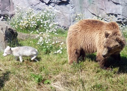 Niedźwiedź, Brunatny, Łąka