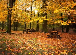 Park, Ławeczki, Liście, Drzewa, Jesień