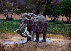 Słoń, Sawanna, Afryka