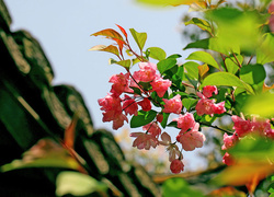 Gałązka, Różowa, Begonia