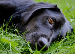 Czarny, Pies, Trawa, Labrador Retriever