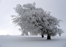 Zima, Ośnieżone, Drzewa, Śnieg